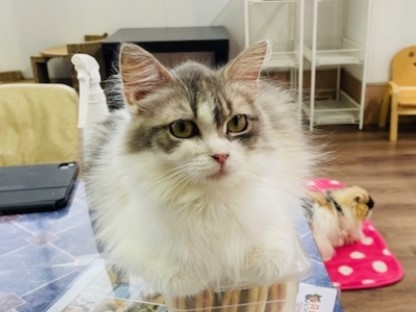 ドロップ・マンチカン