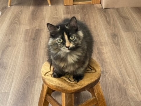 おかき・マンチカン