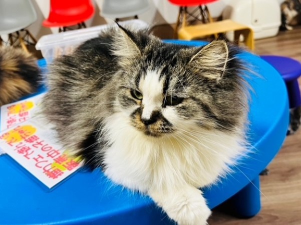 ライラ・スコティッシュ