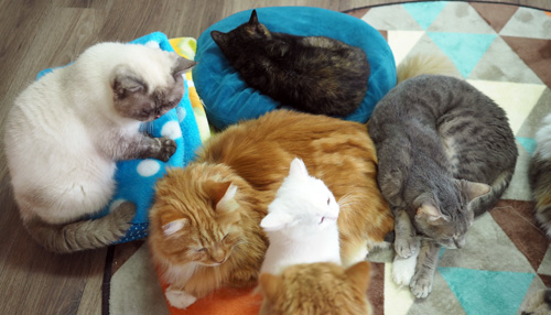 埼玉県さいたまブリーダー直営猫カフェ＆子猫販売 猫の部屋 セイワ